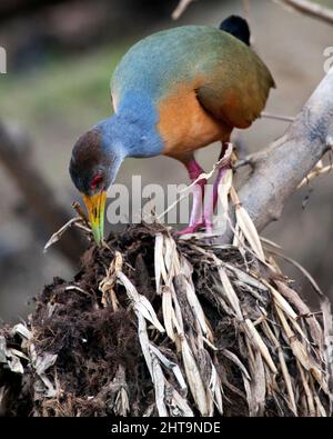 Gros plan portrait d'un oiseau violet coloré Gallinule (Porphyrio martinicus) construisant un nid dans les Pampas del Yacuma, Bolivie. Banque D'Images