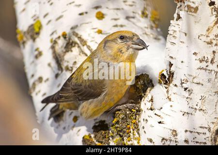 Une jolie petite femme rouge crossbill perchée dans un arbre blanc barré près de Cheney, Washington. Banque D'Images