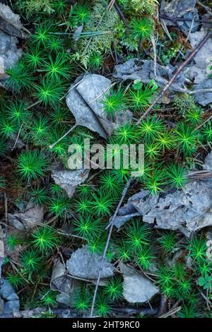 Texture de la mousse verte et des feuilles sèches vue du dessus. Mousse de tête de cheveux commune - Polytrichum Banque D'Images