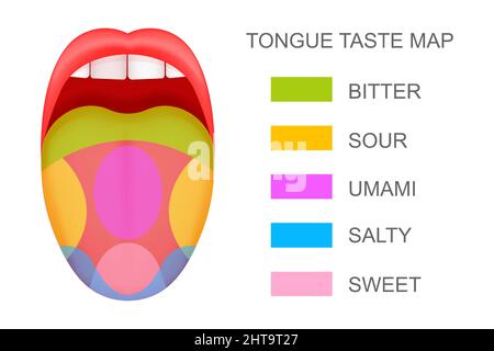 Langue avec la carte des récepteurs de goût qui dépasse de la bouche ouverte. Cinq zones de saveur. Théorie pseudo-scientifique des papilles gustatives humaines. Illustration de dessin animé vectoriel. Illustration de Vecteur