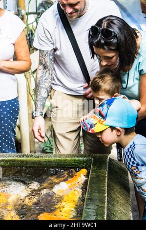 Les membres de la famille qui regardent le poisson-carpe Banque D'Images