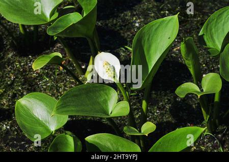 Gros plan de beau chou blanc de skunk ou de fleur de Lysichiton camtschatcensis dans le jardin Banque D'Images