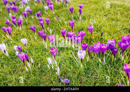 Des crocus à rayures violettes, pourpres et blanches fleurissent dans l'herbe, RHS Garden, Wisley, Surrey, dans le sud-est de l'Angleterre, de la fin de l'hiver au début du printemps Banque D'Images