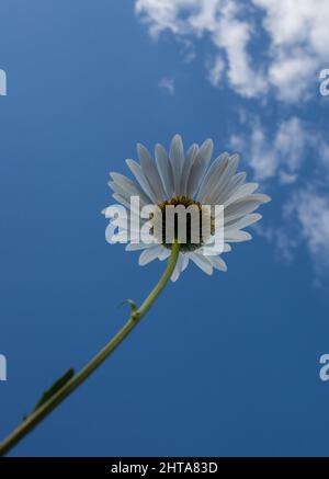 Prise de vue verticale à angle bas d'une Marguerite en fleurs contre un ciel bleu Banque D'Images