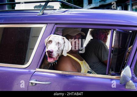 Le magnifique chien Weimaraner sort de la fenêtre de la voiture et regarde la caméra tandis que son maître traverse les rues de la Havane, Cuba. Banque D'Images