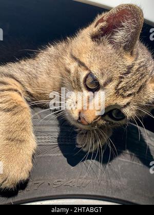Gros plan d'un joli chaton marron avec un visage triste allongé sur un pneu Banque D'Images