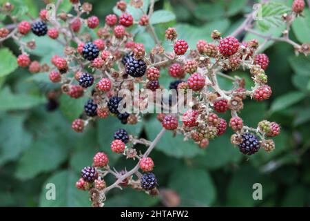 Gros plan sur les Brambles en pleine croissance Banque D'Images