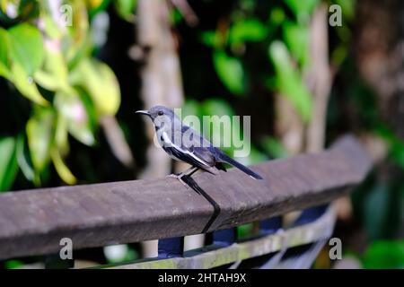 Gros plan d'un oiseau magpie-Robin oriental perché sur une clôture Banque D'Images