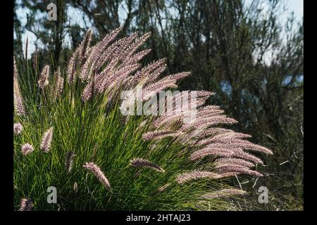 Gros plan sur la fontaine mauve de l'herbe qui pousse au bord du lac. Banque D'Images