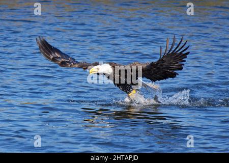 Aigle Ã tête blanche (Haliaeetus leucocephalus) qui s'envole avec un poisson dans ses talons. Banque D'Images