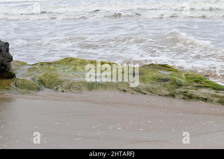 Roches couvertes d'algues vertes sur le littoral le long de la plage de Las Cuevas, Trinité-et-Tobago. Banque D'Images