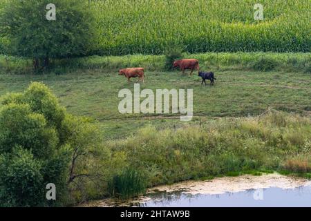 Vue aérienne de deux vaches brunes et du pâturage noir du veau dans le champ vert par une journée ensoleillée Banque D'Images