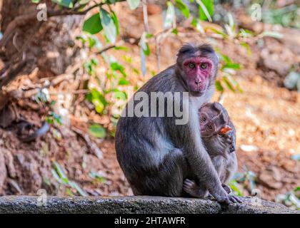 Gros plan d'un singe tenant son bébé assis sur un banc de pierre et regardant dans l'appareil photo Banque D'Images