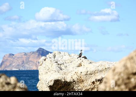 Photo d'un oiseau cormorant perché sur un rocher au bord de la mer contre un ciel bleu nuageux Banque D'Images