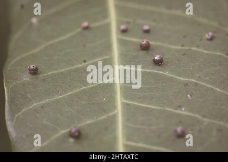 La précision de la forme de la balle des larves DE BANNIÈRE abstraite des œufs d'insectes repose sur la beauté le long du bord de la surface de la feuille de plante verte.Incroyable macro faune nature monde Haut Banque D'Images