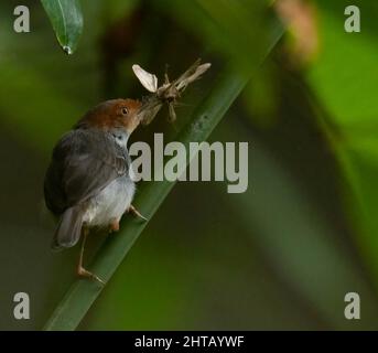 Gros plan d'un oiseau mangeant un insecte et se tenant sur une branche Banque D'Images