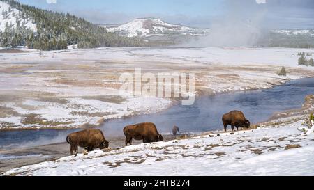 Troupeau de bisons dans le domaine du parc national de Yellowstone par une journée ensoleillée dans le Wyoming Banque D'Images