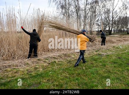 PRODUCTION - 24 février 2022, Brandebourg, Havelsee OT Pritzerbe : Jenny (l-r), Wolfgang et Heike Wagner, de l'usine de tissage de roseau de Pritzerbe, coupant l'herbe de roseau asiatique Miscanthus sur le site de la dernière usine de tissage de roseau d'Allemagne. Dans le moulin à tubes créé en 1946, les produits traditionnels sont fabriqués à partir de tubing comme vue et protection solaire ou Frühbeetabmatelung. Les roseaux peuvent encore être coupés jusqu'au 28 février. Depuis 2015, des faits intéressants sur l'artisanat et son histoire ont été compilés dans un musée de Pritzerbe. Ouvert en semaine. De 10 à 16 heures, le week-end sur rendez-vous. Photo: Jens Kal Banque D'Images