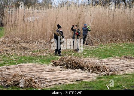 PRODUCTION - 24 février 2022, Brandebourg, Havelsee OT Pritzerbe : Heike (l-r), Jenny et Wolfgang Wagner, de l'usine de tissage de roseau de Pritzerbe, coupant l'herbe de roseau asiatique Miscanthus sur le site de la dernière usine de tissage de roseau d'Allemagne. Dans le moulin à tubes créé en 1946, les produits traditionnels sont fabriqués à partir de tubing comme vue et protection solaire ou Frühbeetabmatelung. Les roseaux peuvent encore être coupés jusqu'au 28 février. Depuis 2015, des faits intéressants sur l'artisanat et son histoire ont été compilés dans un musée de Pritzerbe. Ouvert en semaine. De 10 à 16 heures, le week-end sur rendez-vous. Photo: Jens Kal Banque D'Images