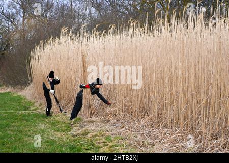 PRODUCTION - 24 février 2022, Brandebourg, Havelsee OT Pritzerbe : Jenny (l) et Heike Wagner, de l'usine de tissage de canne de Pritzerbe, coupent les roseaux de l'herbe asiatique Miscanthus sur le site de la dernière usine de tissage de canne d'Allemagne. Dans la 1946 usine de tissage de tubing créée, les produits traditionnels sont fabriqués à partir de tubing comme vue et protection solaire ou Frühbeetabmatung. Les roseaux peuvent encore être coupés jusqu'au 28 février. Depuis 2015, des faits intéressants sur l'artisanat et son histoire ont été compilés dans un musée de Pritzerbe. Ouvert en semaine. De 10 à 16 heures, le week-end sur rendez-vous. Photo: Jens Kalaen Banque D'Images