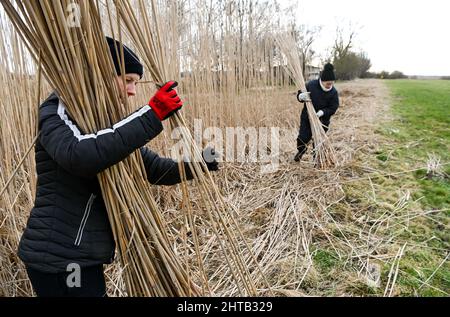 PRODUCTION - 24 février 2022, Brandebourg, Havelsee OT Pritzerbe : Jenny (l) et Heike Wagner, de l'usine de tissage de canne de Pritzerbe, coupent les roseaux de l'herbe asiatique Miscanthus sur le site de la dernière usine de tissage de canne d'Allemagne. Dans la 1946 usine de tissage de tubing créée, les produits traditionnels sont fabriqués à partir de tubing comme vue et protection solaire ou Frühbeetabmatung. Les roseaux peuvent encore être coupés jusqu'au 28 février. Depuis 2015, des faits intéressants sur l'artisanat et son histoire ont été compilés dans un musée de Pritzerbe. Ouvert en semaine. De 10 à 16 heures, le week-end sur rendez-vous. Photo: Jens Kalaen Banque D'Images