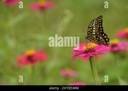 Photo en gros plan du papillon à queue de jay perché sur la fleur de Zinnia. Graphium agamemnon Banque D'Images