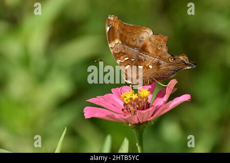 Gros plan des ailes déchirées papillon feuille d'automne perchée sur la fleur de Zinnia. Banque D'Images