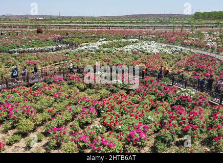 HANDAN, CHINE - 17 AVRIL 2021 - photo aérienne prise le 17 avril 2021 montre des touristes appréciant des fleurs à la base de plantation de pivoine dans le canton de Xiguyi Banque D'Images