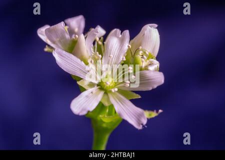 Macro résumé vue défocuée d'une petite tige de fleur blanche en fleur sur une planétade Vénus flytrap avec un fond bleu vif Banque D'Images