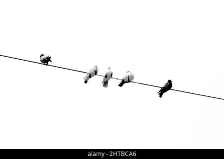 Quelques pigeons d'animaux assis en ligne sur le fil électrique. Oiseaux alignés sur des fils électriques, vue en noir et blanc. Banque D'Images