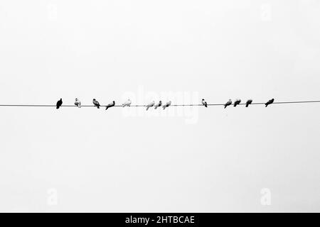 Quelques pigeons d'animaux assis en ligne sur le fil électrique. Oiseaux alignés sur des fils électriques, vue en noir et blanc. Banque D'Images