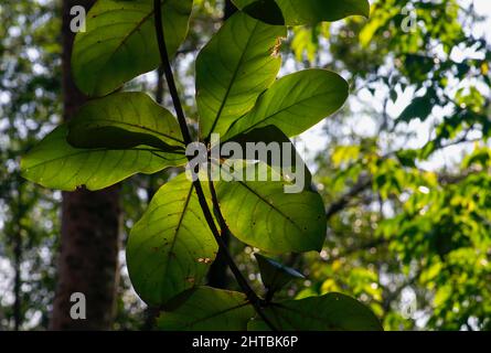 Amande indienne, feuilles d'amande de plage (Terminalia catappa), contre-jour, pour un fond naturel Banque D'Images