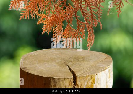 Forme cylindrique ronde en bois découpé pour l'affichage des produits avec feuilles d'Arborvitaes sèches (Thuja spp.) Banque D'Images