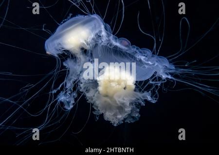 Magnifique vue sous-marine des méduses de jaune d'œuf nageant librement dans l'eau Banque D'Images