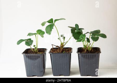 Plantules de fraise en verres noirs sur la table sur fond gris. Préparation pour la plantation, la culture de baies naturelles dans le jardin. Banque D'Images