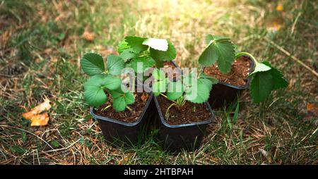 Plantules de fraise en verres de tourbe sur l'herbe, prêtes à planter dans le jardin. Préparation pour la plantation, la culture de baies naturelles dans le lit de jardin. Banque D'Images