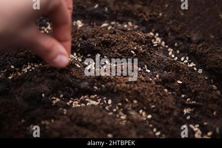 La main sème les graines sur le sol dans le jardin. Plantation de printemps d'un agriculteur dans le sol. La culture de la nourriture naturelle Banque D'Images