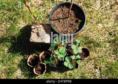 Fraises, framboises, raisins de Corinthe plantules en verres de tourbe sur l'herbe, prêts à planter dans le jardin. Préparation pour la plantation, la croissance naturelle de berr Banque D'Images