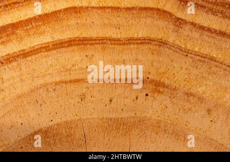 Motif nature de bois de teck texture pour l'arrière-plan Banque D'Images