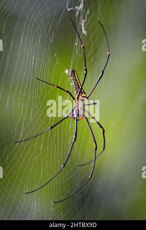 Araignée géante - Nephila pilipes, grande araignée colorée des forêts et des terres boisées de l'Asie du Sud-est, Sri Lanka. Banque D'Images