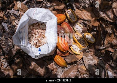 Plan supérieur d'un tas de gousses et de graines de cacao récoltées Banque D'Images