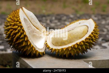 Gros plan d'un fruit Durian mûr (Durio zibethinus) Banque D'Images