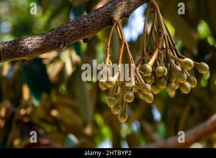 Fleurs duriennes (Durio zibethinus), roi des fruits, floraison de la branche de l'arbre Banque D'Images