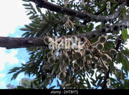 Fleurs duriennes (Durio zibethinus), roi des fruits, qui fleurissent de la branche de l'arbre Banque D'Images