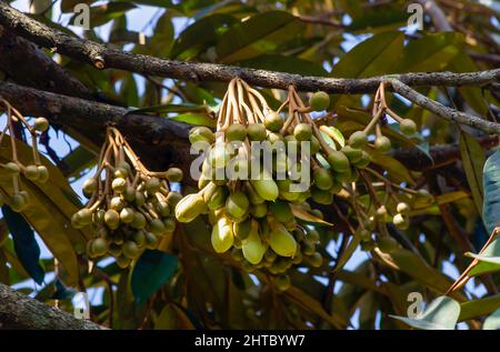 Fleurs duriennes (Durio zibethinus), roi des fruits, qui fleurissent de la branche de l'arbre Banque D'Images