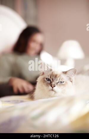 Pourquoi est-elle dans MON lit. Un gros plan d'un chaton moelleux et de son propriétaire allongé dans le lit. Banque D'Images