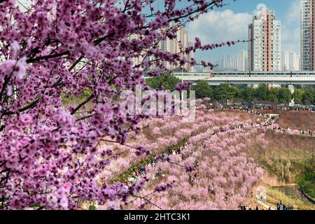 Chongqing, Chongqing, Chine. 28th févr. 2022. Le 27 février 2022, la beauté des fleurs de prunier à Chongqing est enivrante, et le train qui traverse la mer des fleurs est comme un défilement du printemps. À côté de la gare Kangzhuang de Chongqing Rail Transit Line 6, plus de 1 600 magnifiques pruniers sont en pleine floraison, et la « mer de fleurs roses » reliée à un morceau est particulièrement accrocheuse. Le train pour le printemps est en pleine floraison et le soleil brille de mille feux, et Chongqing est la plus belle saison de l'année. Le ciel bleu est plein de nuages, et la beauté rose pl Banque D'Images