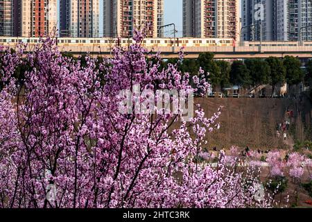 Chongqing, Chongqing, Chine. 28th févr. 2022. Le 27 février 2022, la beauté des fleurs de prunier à Chongqing est enivrante, et le train qui traverse la mer des fleurs est comme un défilement du printemps. À côté de la gare Kangzhuang de Chongqing Rail Transit Line 6, plus de 1 600 magnifiques pruniers sont en pleine floraison, et la « mer de fleurs roses » reliée à un morceau est particulièrement accrocheuse. Le train pour le printemps est en pleine floraison et le soleil brille de mille feux, et Chongqing est la plus belle saison de l'année. Le ciel bleu est plein de nuages, et la beauté rose pl Banque D'Images