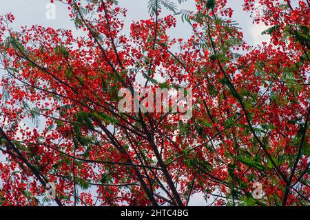 Flamboyan fleurit (Delonix regia) à Gunung Kidul, Yogyakarta, Indonésie. Arrière-plan naturel Banque D'Images