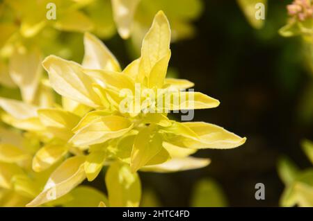 Origanum vulgare jaune 'Aureum' (Golden oregan) Herb cultivé dans le jardin des Herb à RHS Garden Harlow Carr, Harrogate, Yorkshire, Royaume-Uni. Banque D'Images